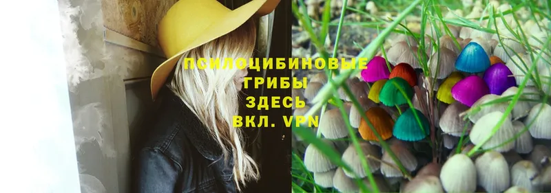 Псилоцибиновые грибы Magic Shrooms Верещагино